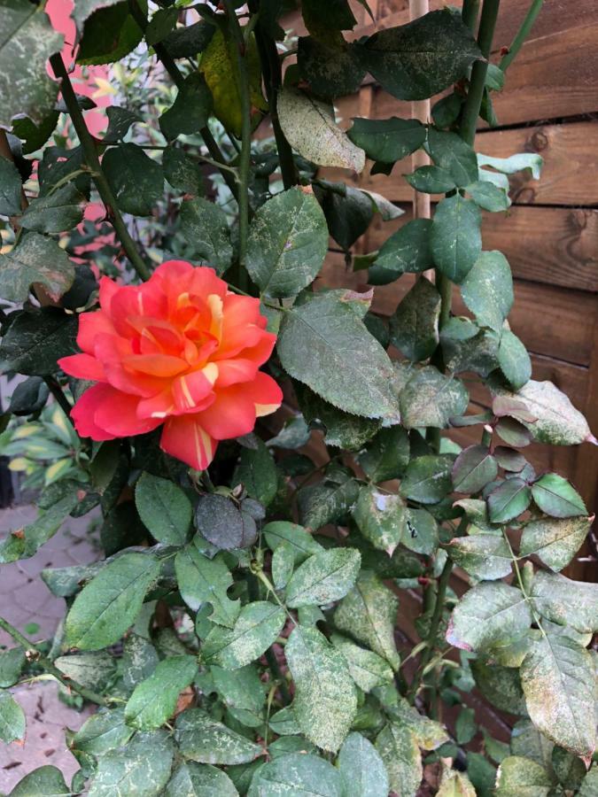 Apartamento La Porta Nel Giardino Asti Exterior foto
